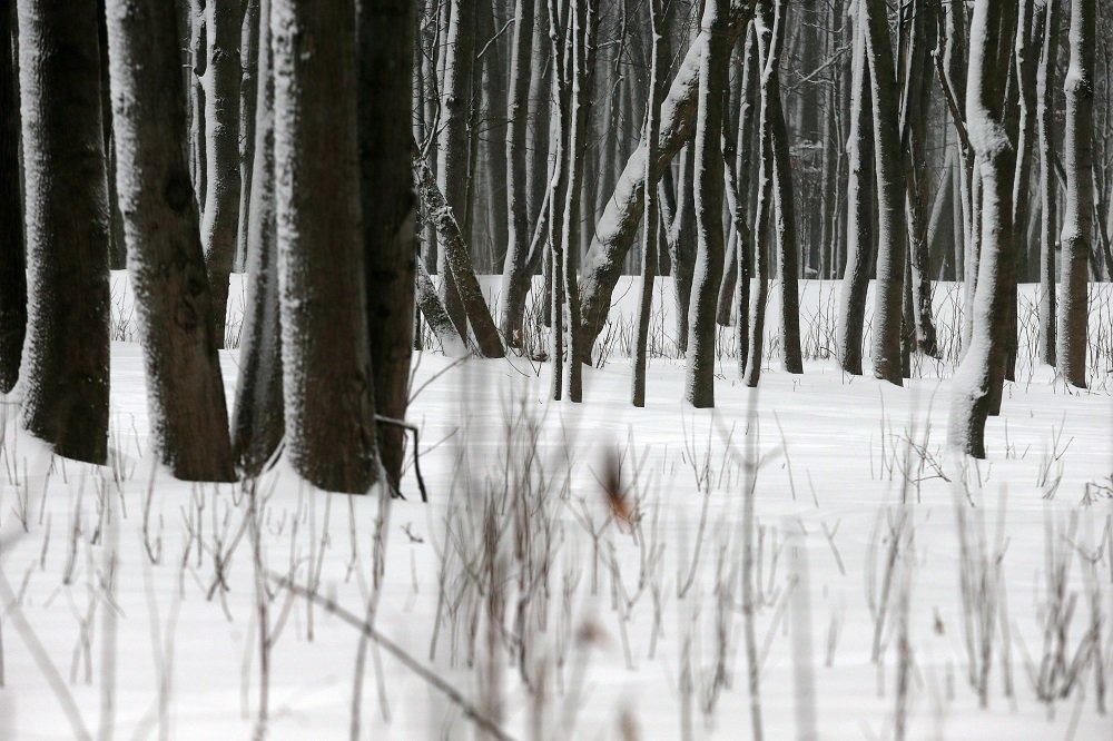 У лісі на Старосамбірщині знайшли тіло 59-річного чоловіка