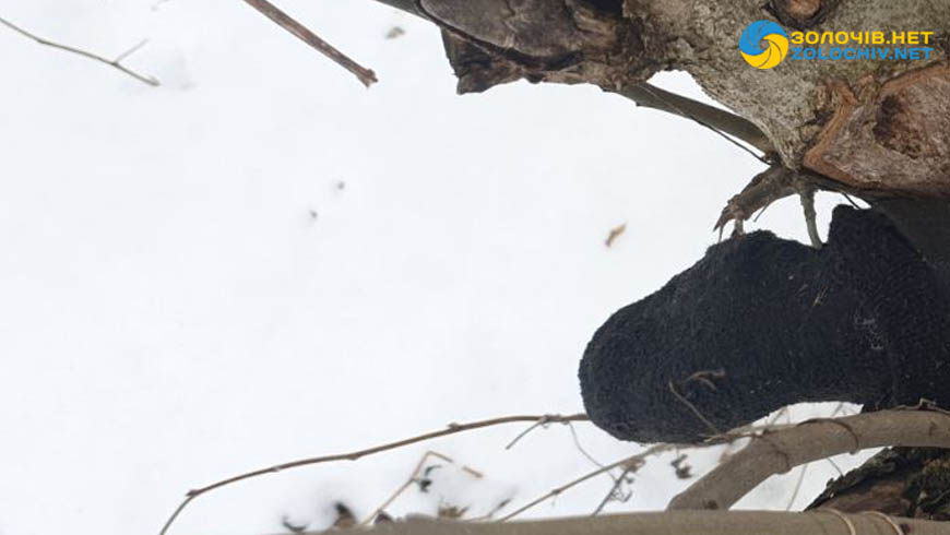 «Можливо, безвісти зниклого місцевого мешканця»: на Золочівщині собаки притягли людську ногу