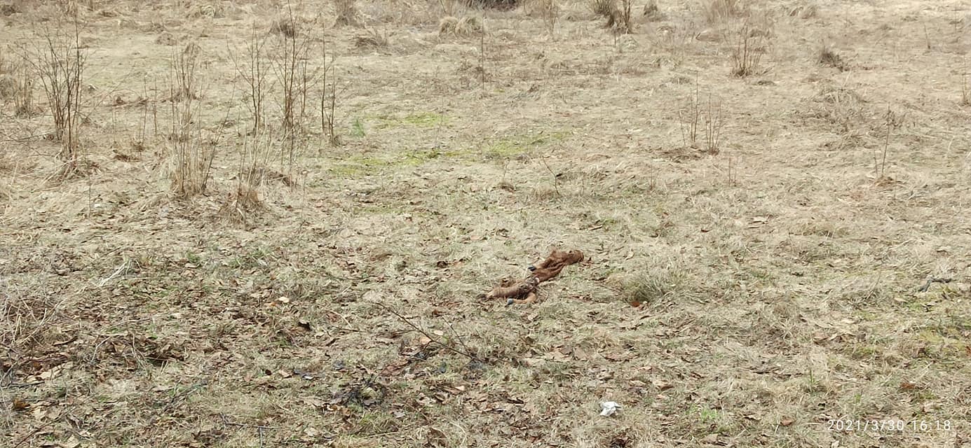 На Жовківщині поблизу джерела викинули рештки вбитої дикої тварини (ФОТО)