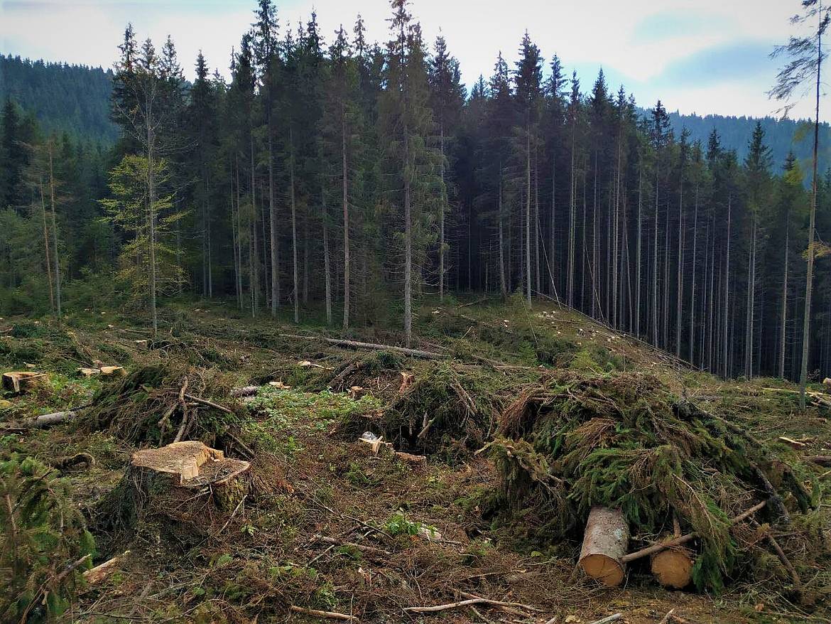 Ще одна громада на Львівщині проголосувала за контроль над лісовою господаркою