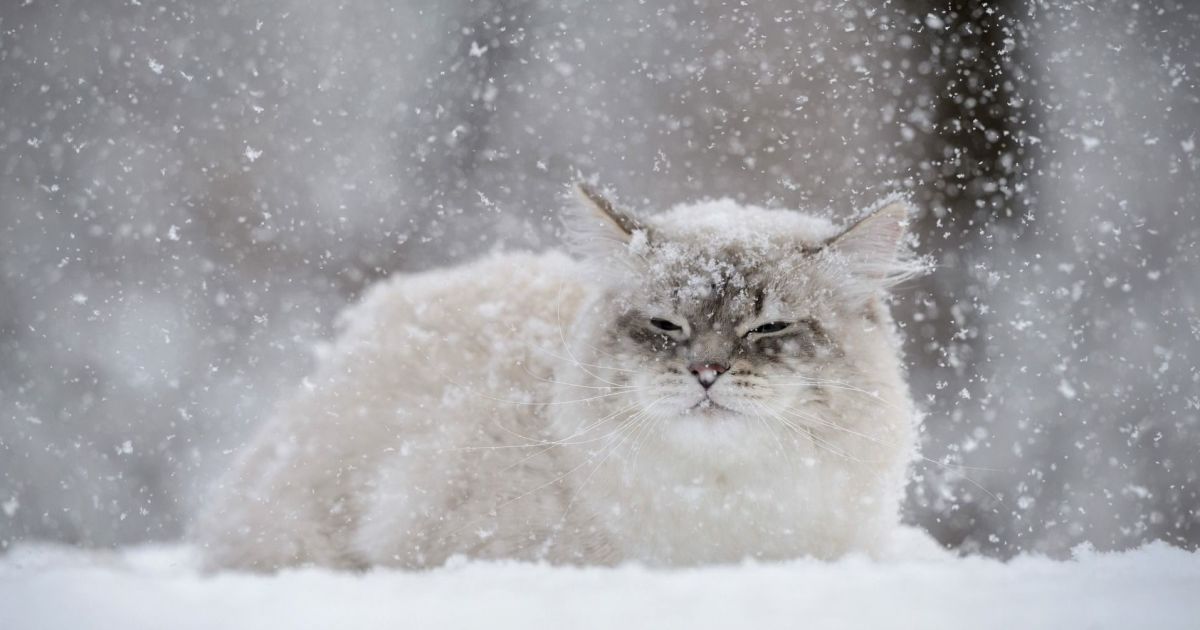 Зима не відступає: на Львівщині попереджають про погіршення погоди
