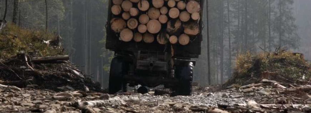 Дрогобич регламентував роботу лісгоспів на території громади 