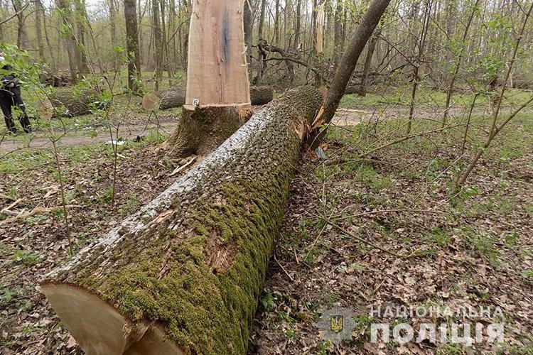 Лісників Старосамбірщини підозрюють у змовницькій розтраті цінних дерев