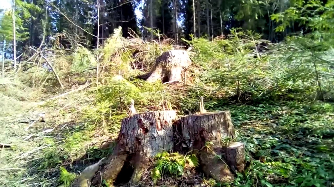 Турківська та Стрийська ОТГ теж прийняли рішення контролювати рубки у лісах