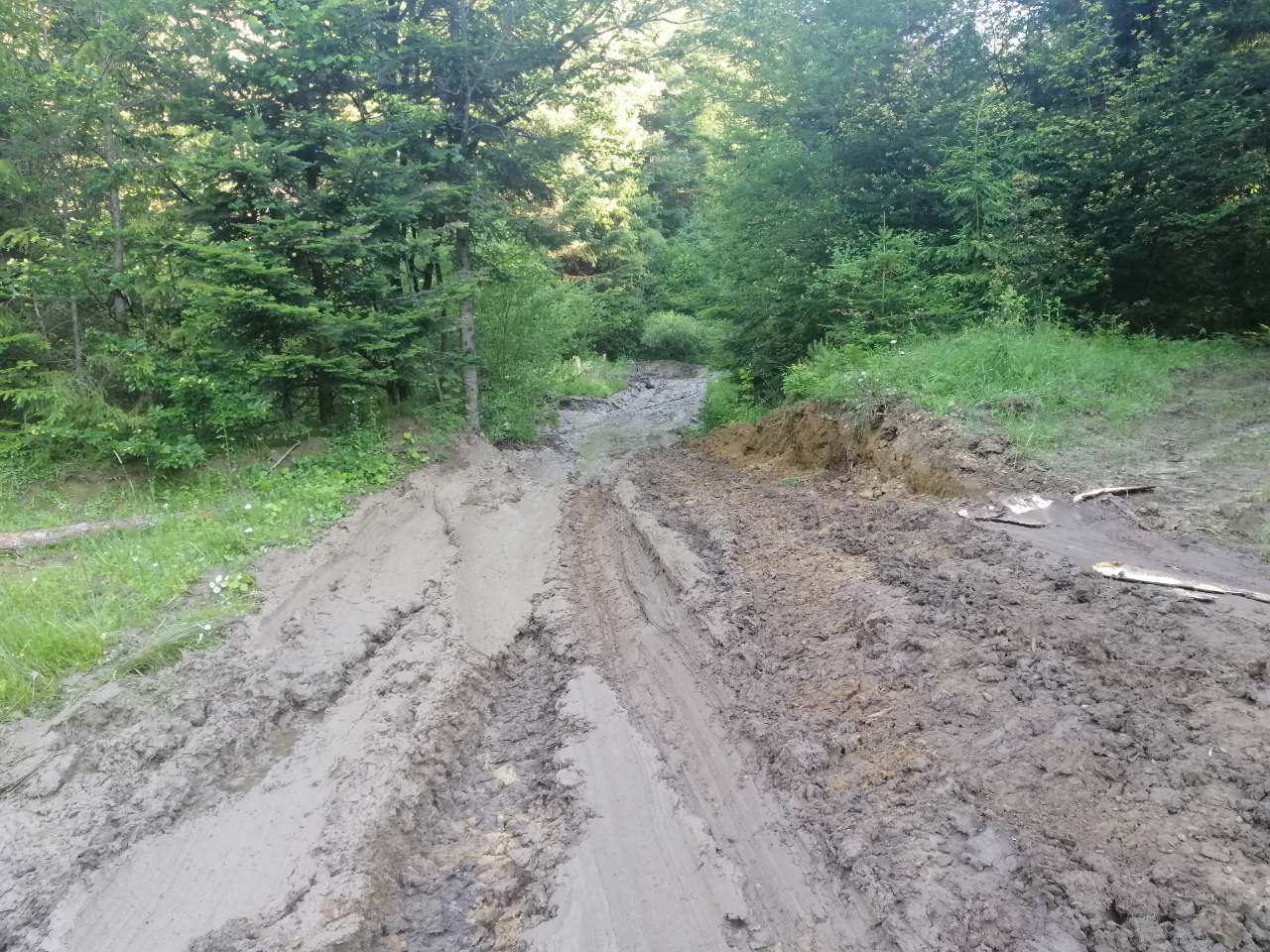 Підприємство Львівської облради знову допустило масові незаконні рубки деревини(ФОТО)