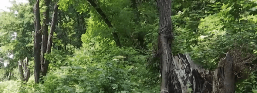 У львівському парку на 8-річного хлопчика впало дерево: дитина в реанімації