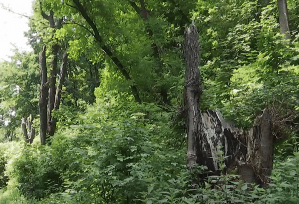 У львівському парку на 8-річного хлопчика впало дерево: дитина в реанімації