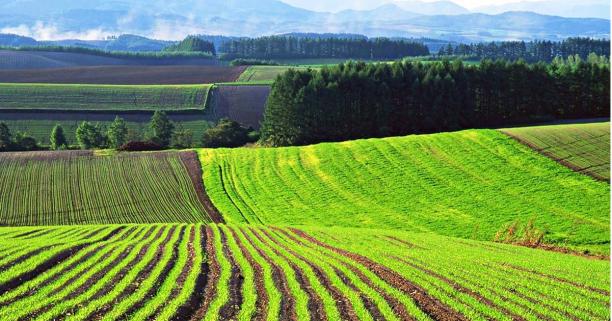 На Львівщині проведуть аукціон з продажу прав оренди землі: де і за скільки можна придбати