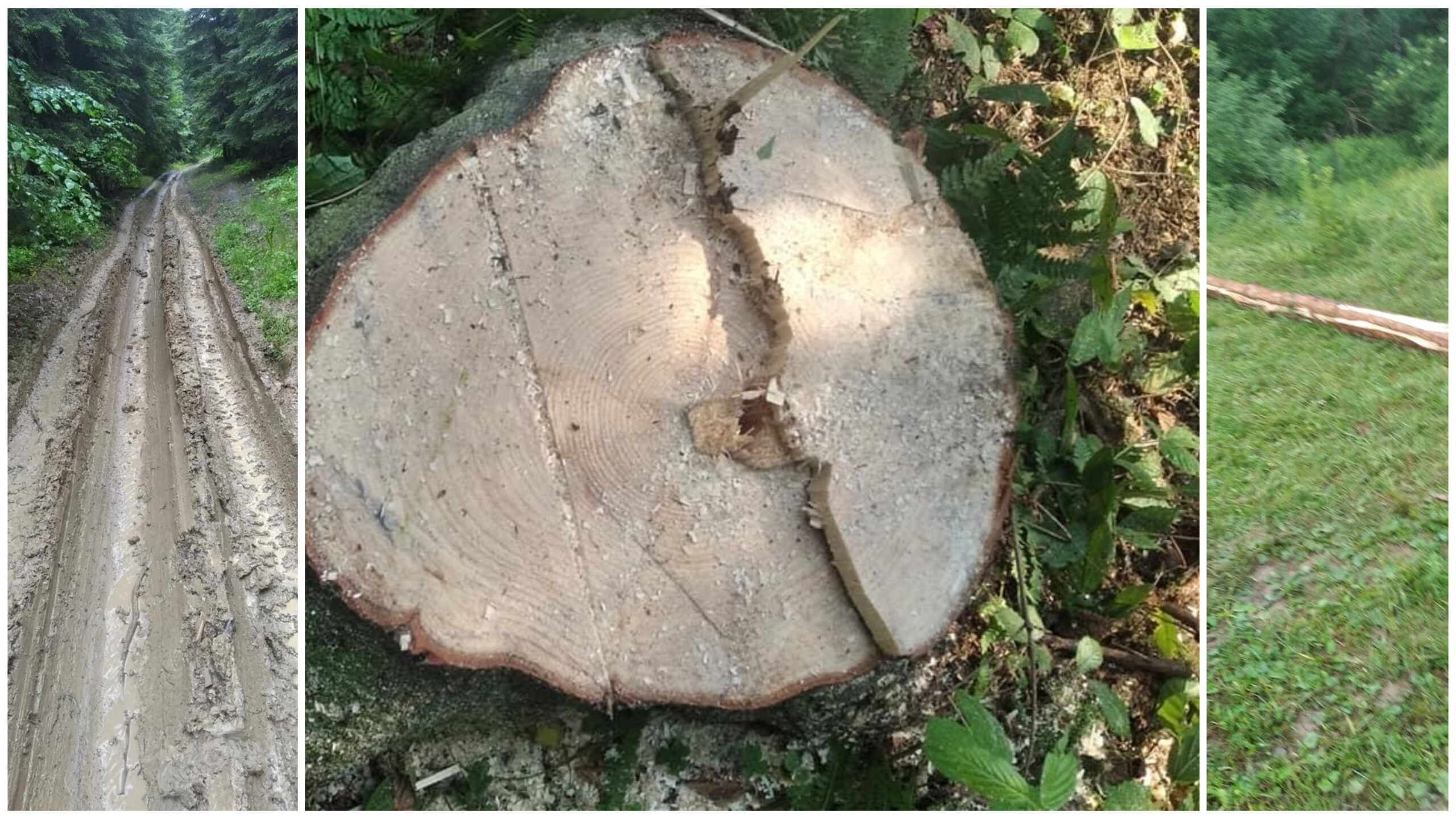 На Старосамбірщині виявили чергову незаконну рубку