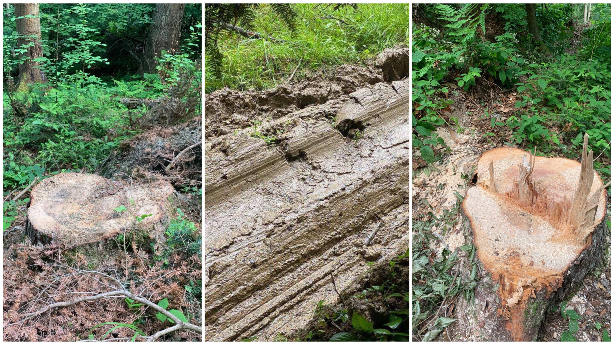 «На квадратному кілометрі десятки пеньків»: на Самбірщині виявили нову масову рубку (ВІДЕО)