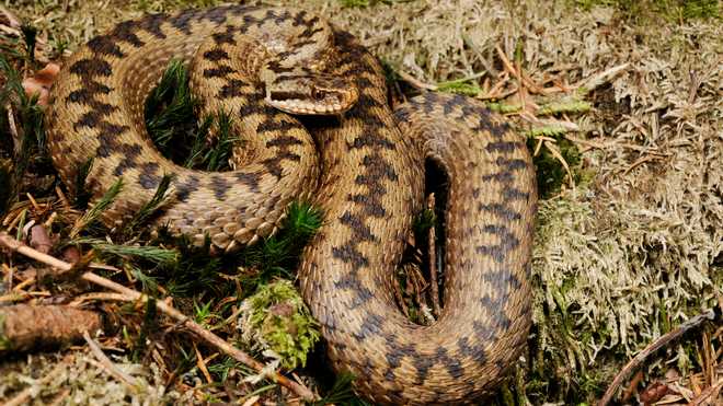 Через укус змії до реанімації госпіталізували ще одну мешканку Львівщини