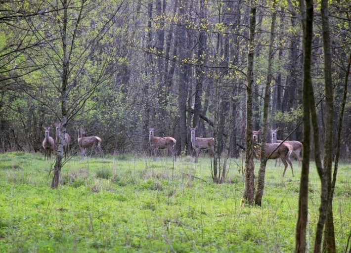 Майже 20 тисяч гектарів земель Львівщини можуть перейти в користування ГО та мисливського господарства