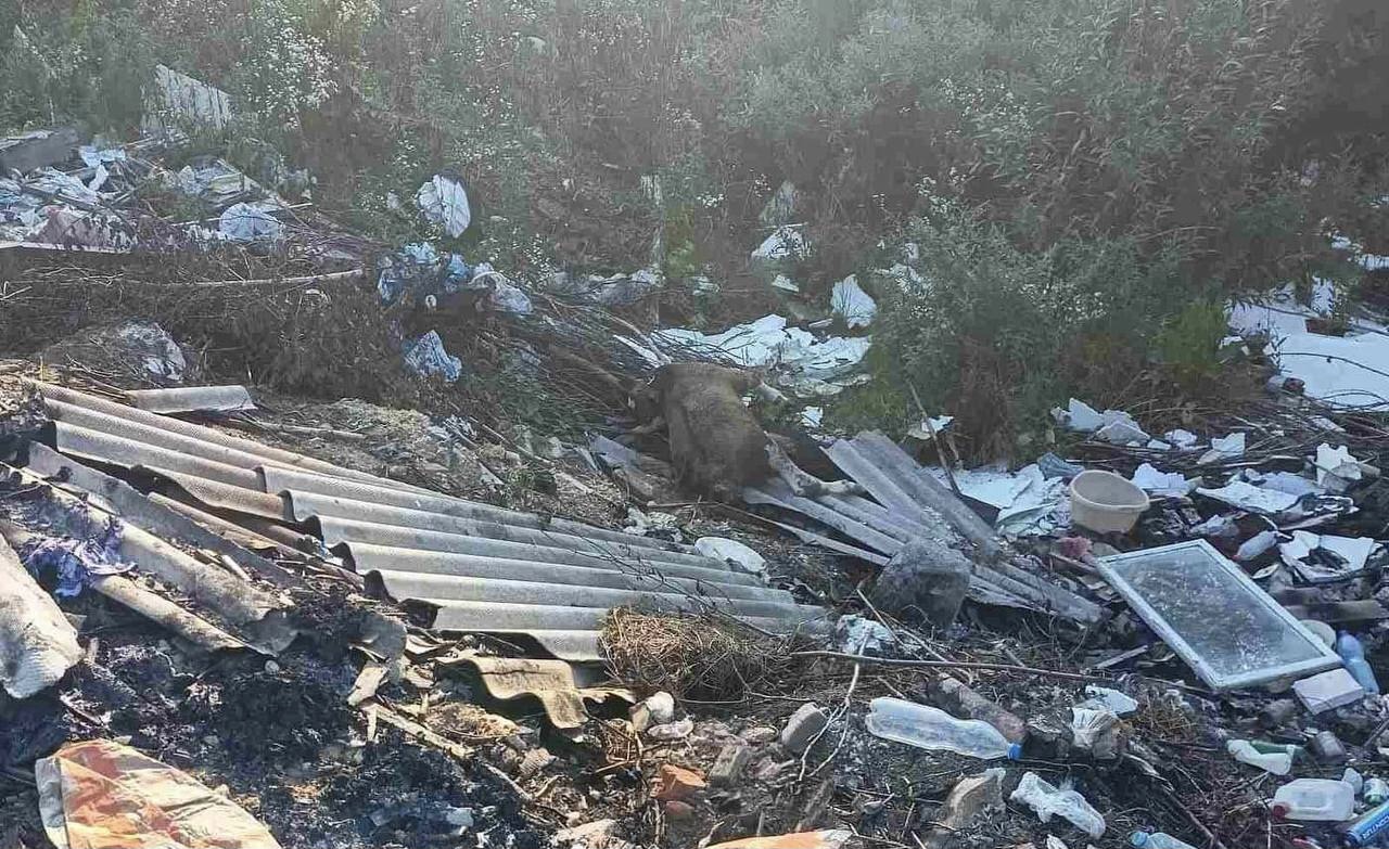 На Старосамбірщині теля викинули на сміття