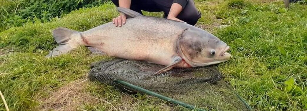 У ставку на Городоччині рибалка упіймав 30-кілограмового товстолоба