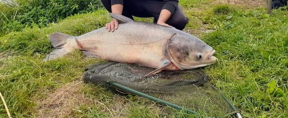 У ставку на Городоччині рибалка упіймав 30-кілограмового товстолоба