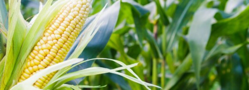Мешканцю Городоччини загрожує в’язниця, бо не на своїй землі посіяв кукурудзу