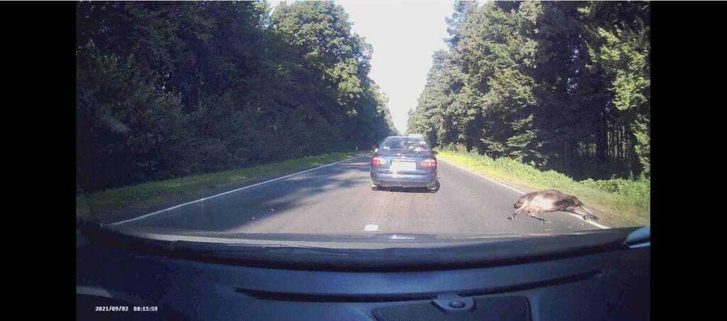 Поблизу Новояворівська іномарка збила лося