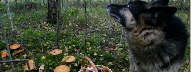 «Собака сидів біля покійного та гавкав»: на Самбірщині зниклого грибника знайшли мертвим