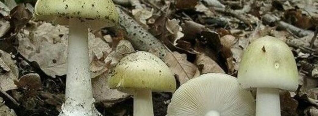 Наїлися блідих поганок: львівські медики рятують трьох пацієнтів з отруєнням грибами