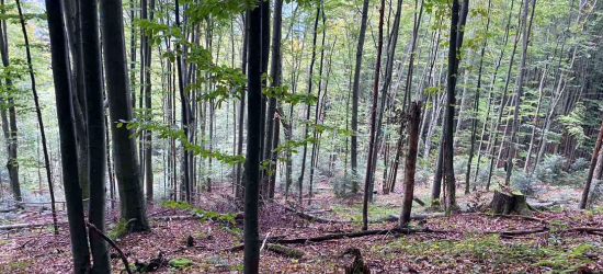 Місія не виконана: через ставленика Дайнеки парк «Бойківщина» втратив ще майже пів тисячі дерев
