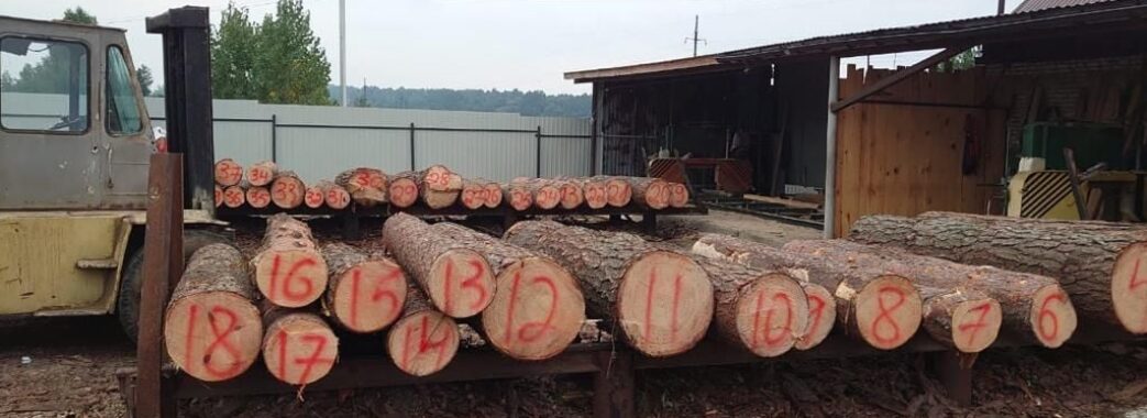 Поліція зайнялася організованою групою, яка незаконно вирубувала деревину в Національному природному парку