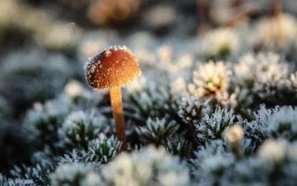 Синоптики застерігають про перші заморозки