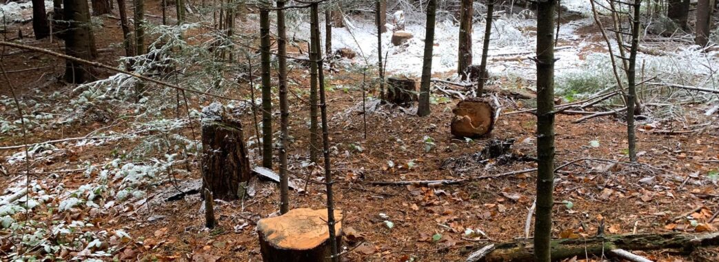 У Національному парку на Старосамбірщині виявлено масові незаконні рубки (фото, відео)