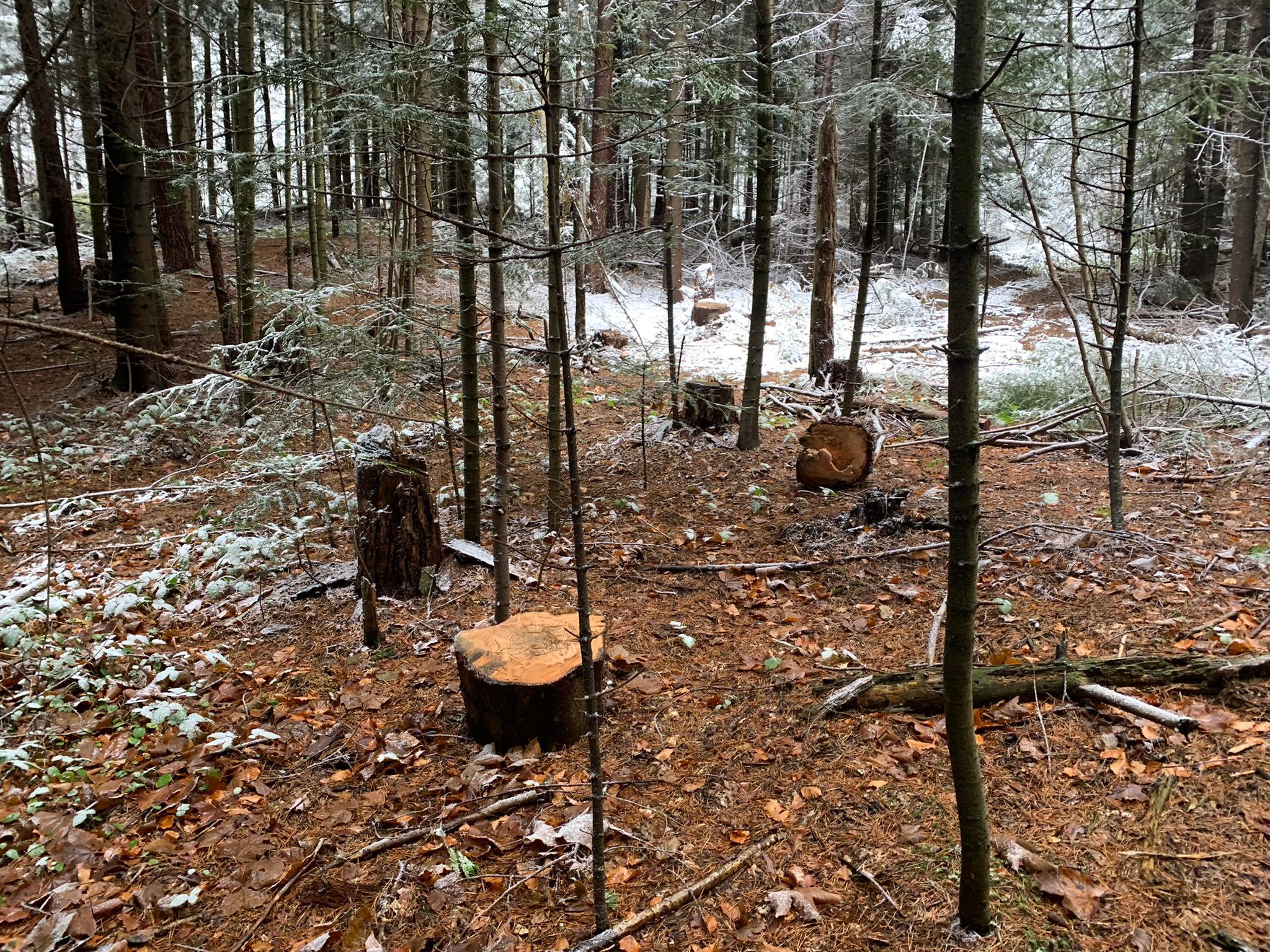 У Національному парку на Старосамбірщині виявлено масові незаконні рубки (фото, відео)
