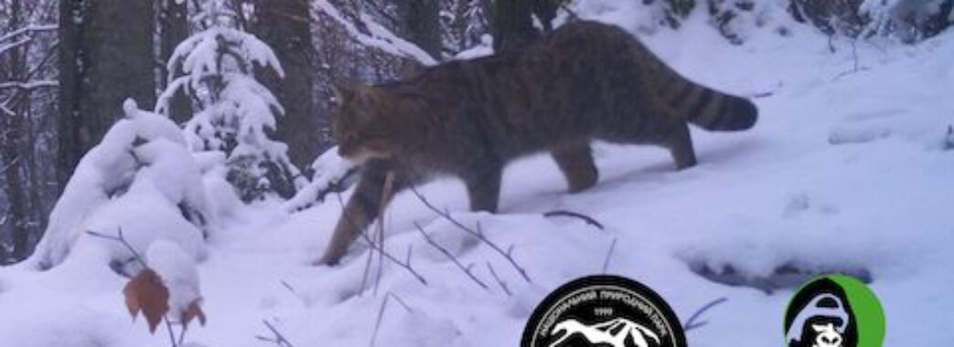 У «Сколівських Бескидах» камери виявили червонокнижного лісового кота