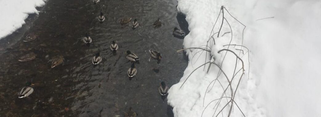 У “Сколівських бескидах” зимує зграя диких качок