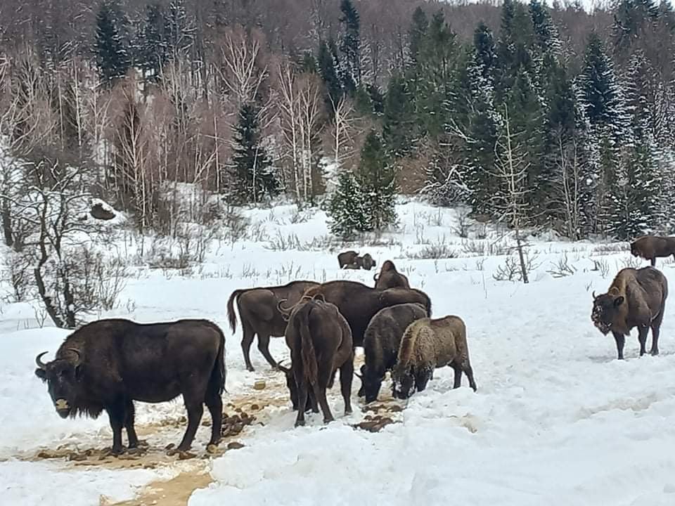 На Дрогобиччині зубри почали заходити у село в пошуках їжі