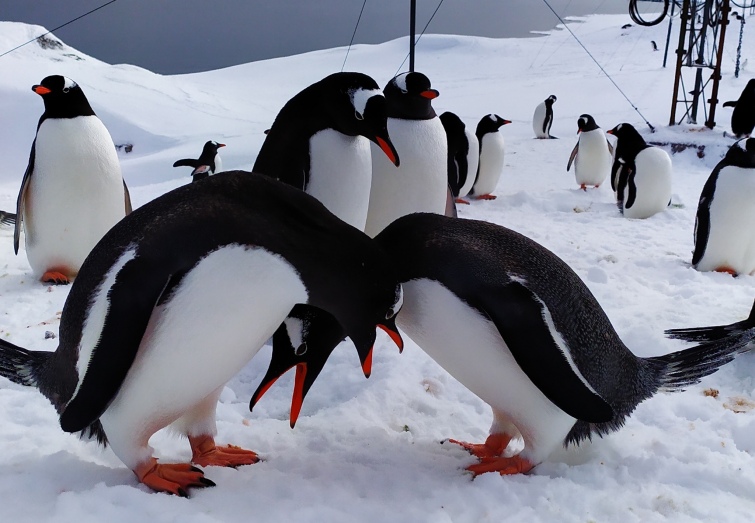 3b9d3de-penguins-vernadskyi-antarctica-valentine-vernadskyi