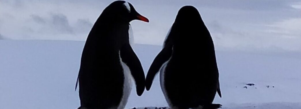 Українські полярники до Дня Валентина показали «закоханих» пінгвінів (ФОТО)