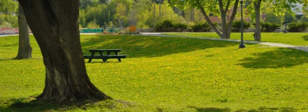 Зручні газони та злаки на клумбах: що змінять у львівських парках
