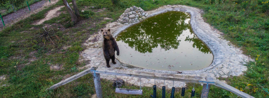 П’ять ведмедів з Київщини евакуювали до притулку “Домажир”