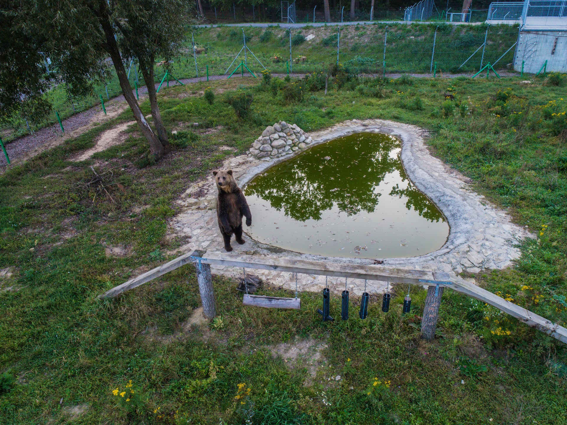 П’ять ведмедів з Київщини евакуювали до притулку “Домажир”