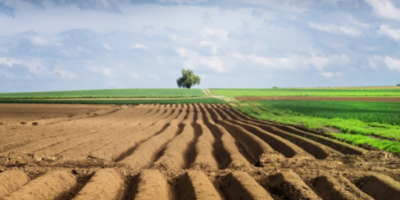 Де і за скільки можна орендувати землю для аграрного бізнесу на Львівщині: нові аукціони