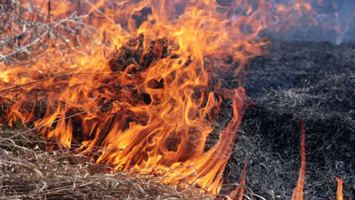 Палії сухостою залишили без світла містечко на Львівщині (ВІДЕО)
