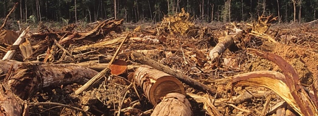 Війна іде, а ліс рубають: на Львівщині схопили понад 20 злодіїв-лісорубів