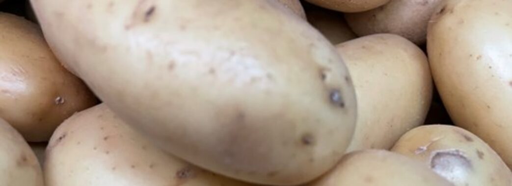 На Львівщині вирощуватимуть французьку картоплю