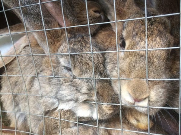 На Львівщині свійський кролик відкусив дитині пальчик