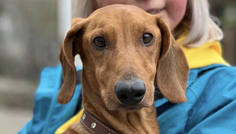 У Львові шукають господарів для переселених тварин, також потрібен корм і переноски