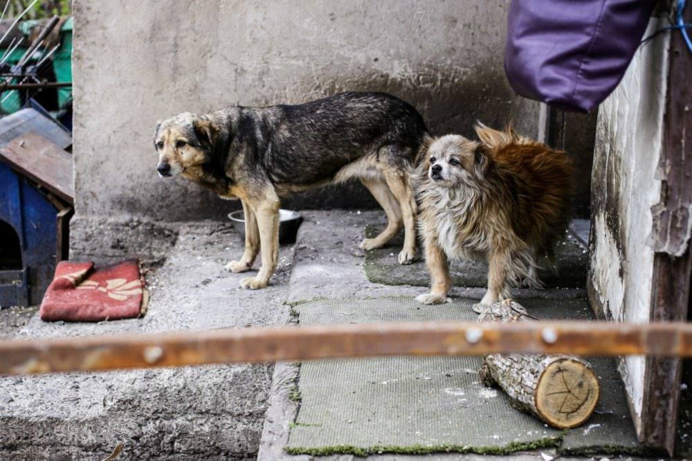 Ракети рашистів влучили на територію притулку у Фастові — частина тварини розбіглися містом