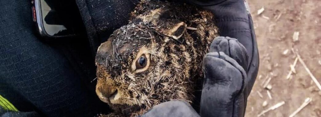 На Черкащині рятувальники врятували з вогню зайченя