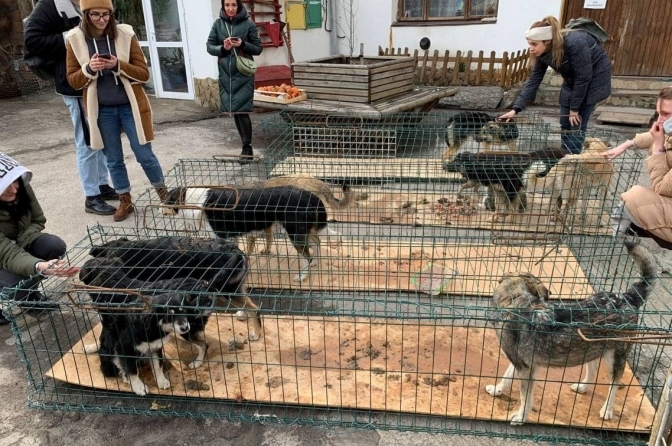 Львів’ян просять допомогти тваринам, що постраждали внаслідок війни