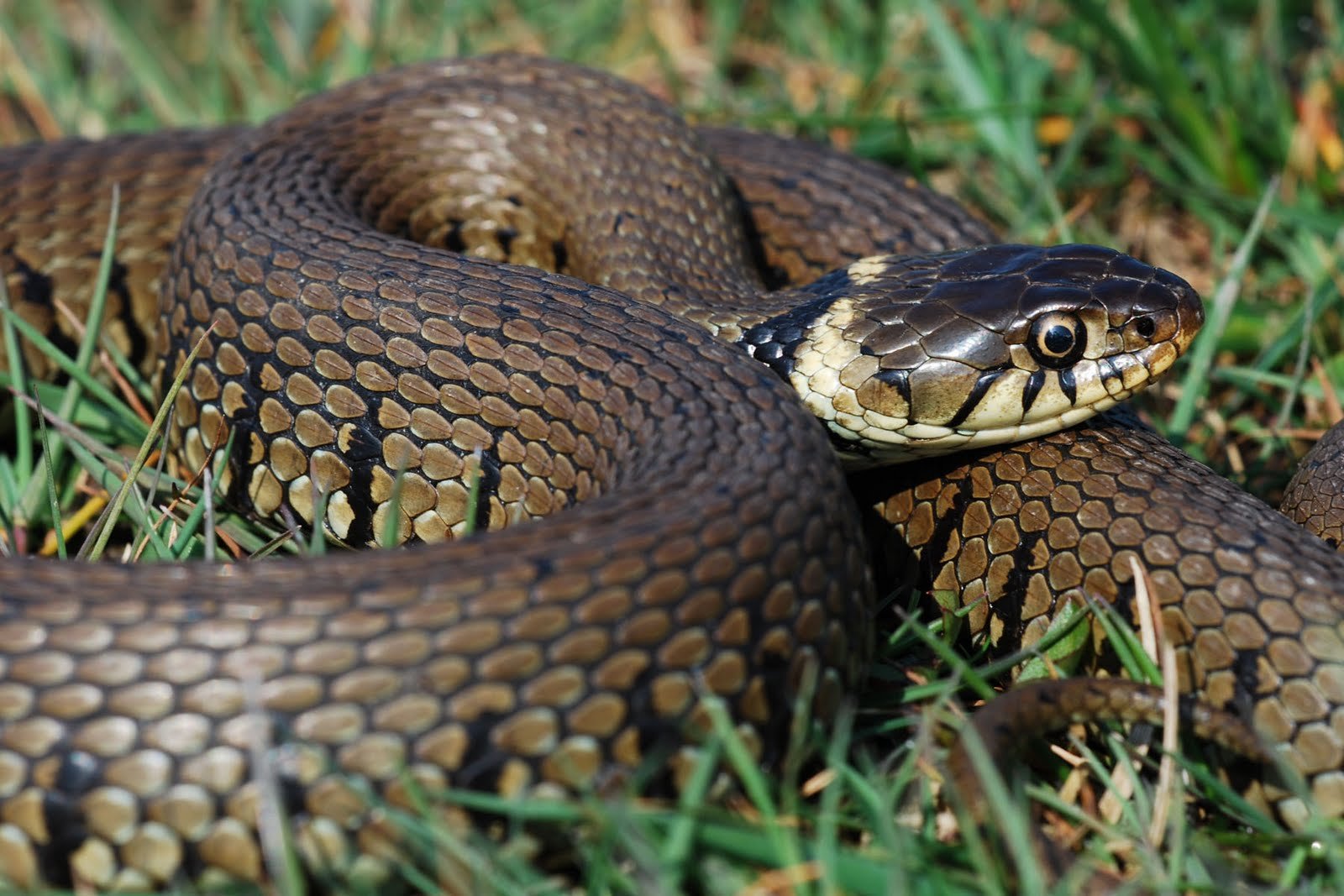 На Самбірщині від укусу змії постраждала 17-річна дівчина