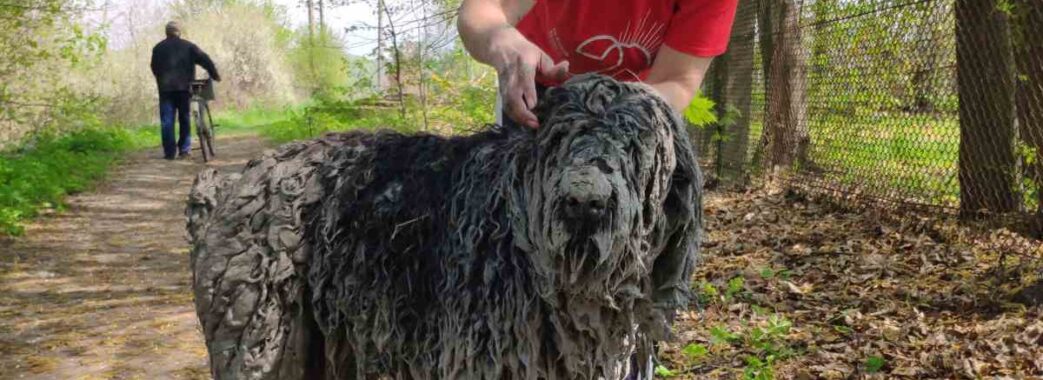 Неподалік Львова зниклого собаку рятувальники витягнули з каналізаційного колектора