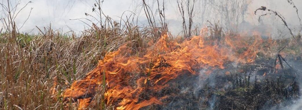 За добу рятувальники Львівщини ліквідували 5 пожеж сухої трави: де найбільше паліїв