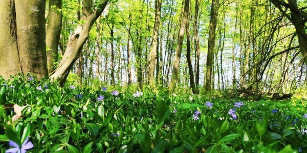 Пікнік відкладається: у лісах Львівщини розпалювати багаття наразі не можна