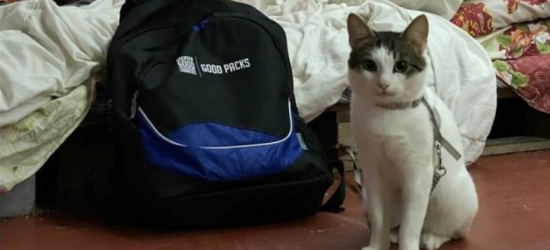 Благодійники зі США передали в Україну понад тисячу евакуаційних наборів для чотирилапих